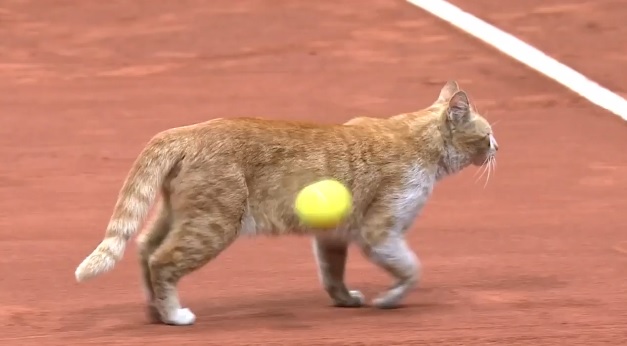 Federico Delbonis
