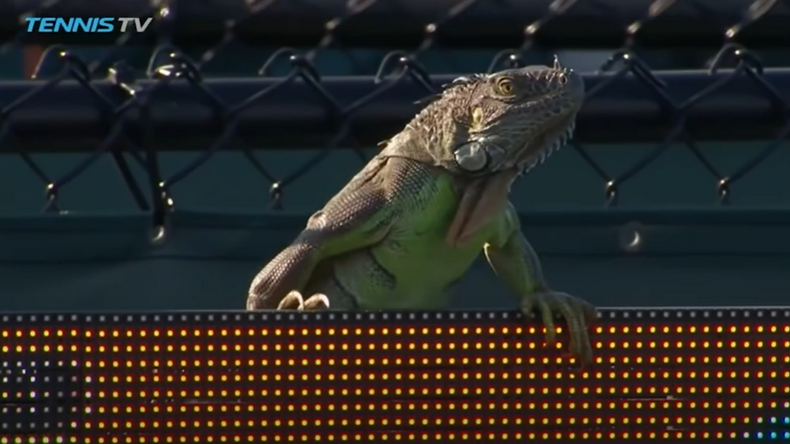 Cet iguane un peu trop curieux avait interrompu un match à Miami en 2017 entre Tommy Haas et Jiri Vesely.